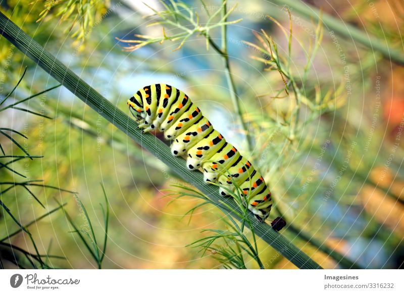 Caterpillar of the butterfly swallowtail Papilio machaon on fresh green dill Anethum graveolens in the garden. Caterpillar on dill. Butterfly caterpillar known as the common yellow swallowtail.