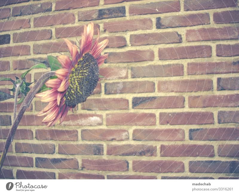 urban gardening Plant Flower Wall (barrier) Wall (building) Stone Brick Blossoming To dry up Growth Bravery Romance Endurance Unwavering Hope Sadness Concern