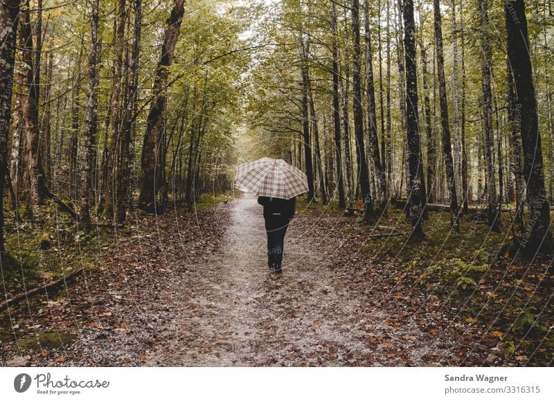 Rainy day in the forest Human being Masculine Young man Youth (Young adults) Man Adults 1 30 - 45 years Environment Nature Landscape Autumn Bad weather Tree