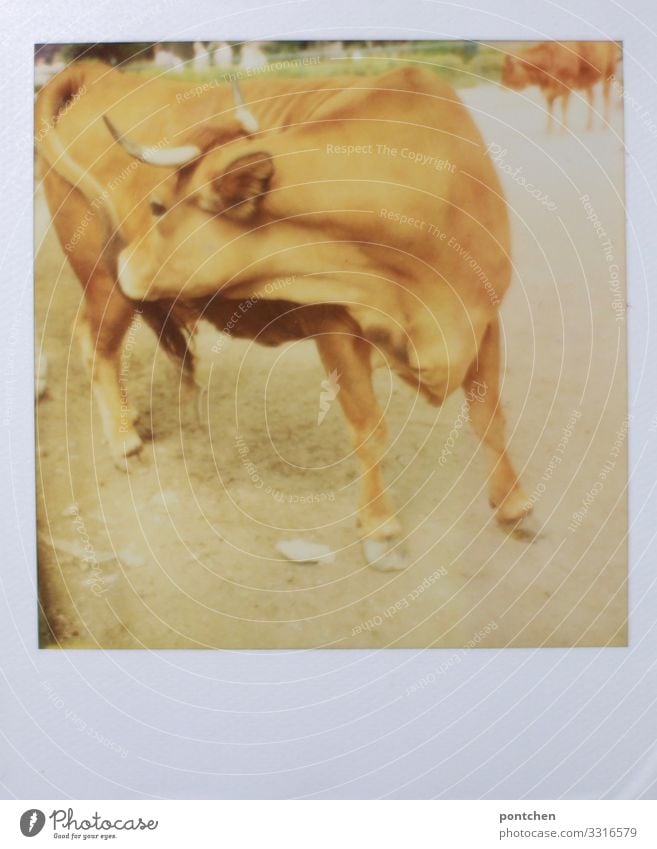 Polaroid of a cow cleaning herself with her tongue. agriculture, livestock.livestock Animal Farm animal Cow 1 Dirty Bull Cattle Agriculture Bullock Itch Allgäu