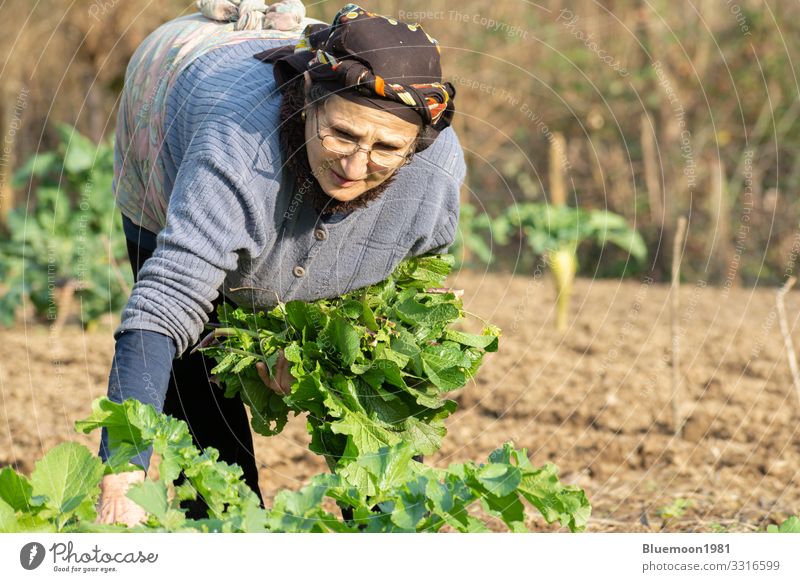 Portrait of a senior woman picking some of fresh herbal vegetables from garden Vegetable Nutrition Lifestyle Style Healthy Eating Leisure and hobbies Garden