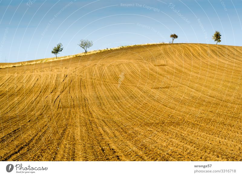 Bördeacker | Tractor tracks on a harvested hilly field in the Börde acre Edge Magdeburg Börde tractor tracks Hill Hilly landscape undulating field Exterior shot