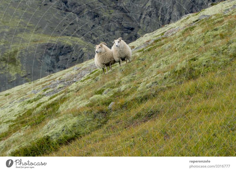 two sheep stand close together on a steeply sloping slope animals Iceland Landscape Nature Meadow Farm animal Exterior shot Deserted Colour photo Slope Grass