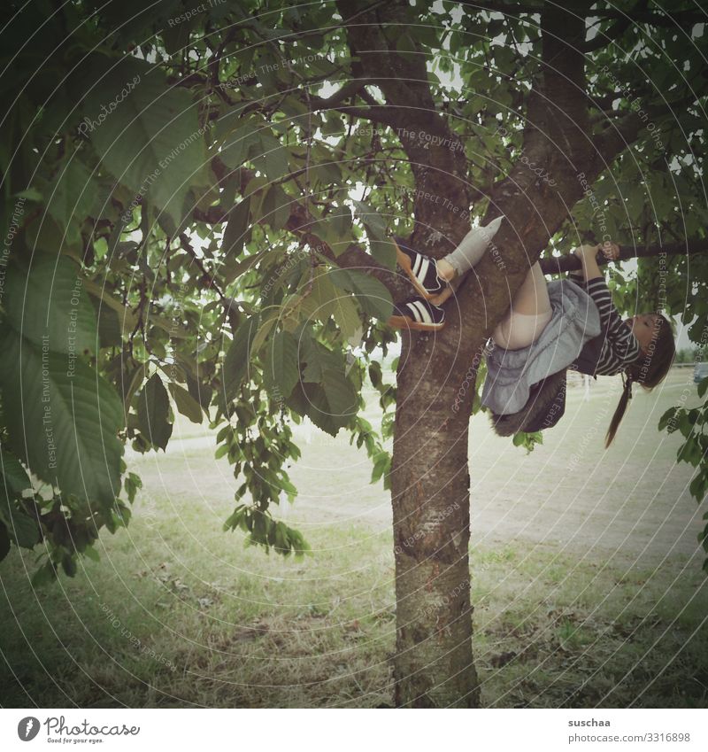 girl who climbed a cherry tree Child Infancy Summer Exterior shot Nature Garden Meadow Cherry tree Climbing Pick cherries Hair and hairstyles braid Tree trunk