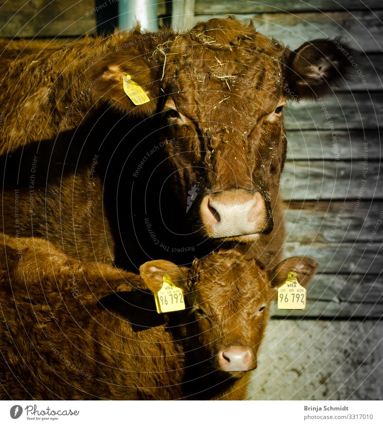 Portrait of a brown cow with her calf Farm animal Cow Pelt Calf 2 Animal Looking Growth Wait Exceptional Cool (slang) Friendliness Muscular Cute Brown Happiness