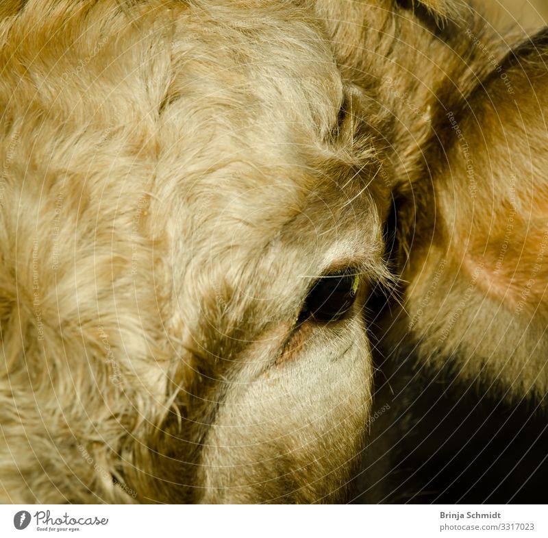 Portrait of a grey cow with a gentle look Animal Farm animal Cow 1 Utilize Think Glittering Looking Esthetic Blonde Friendliness Healthy Gray Calm Authentic