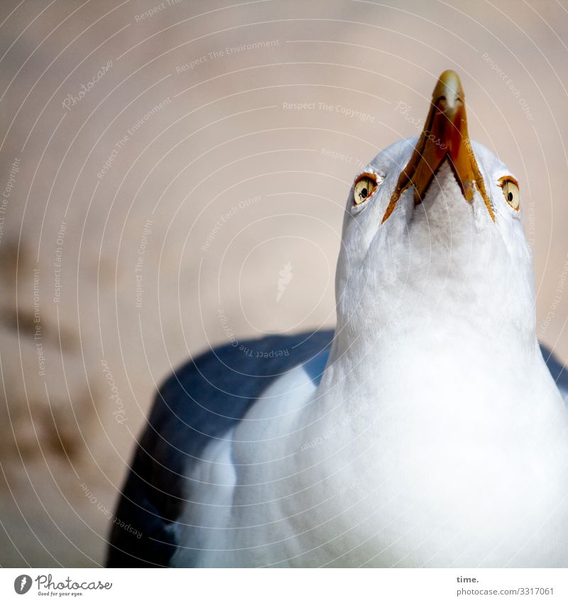 Cervical spine training (29) Sand Beautiful weather Animal Bird Animal face Seagull Beak Feather Looking 1 Observe Wait Willpower Watchfulness Endurance
