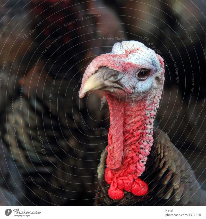 Turkey in front of dark background close-up Farm Animal Farm animal Animal face Beak 1 Looking Stand Authentic Exceptional Uniqueness Natural Curiosity Brown