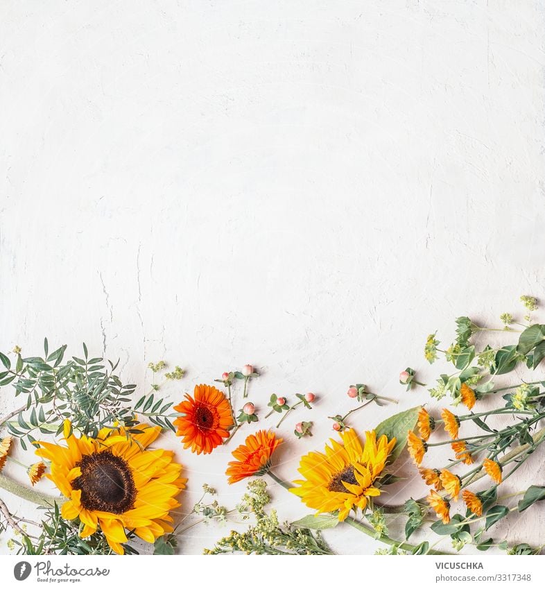 Border of lovely summer garden flowers with pretty sunflowers on white background, top view border inspiration copy space chamomile various floral border