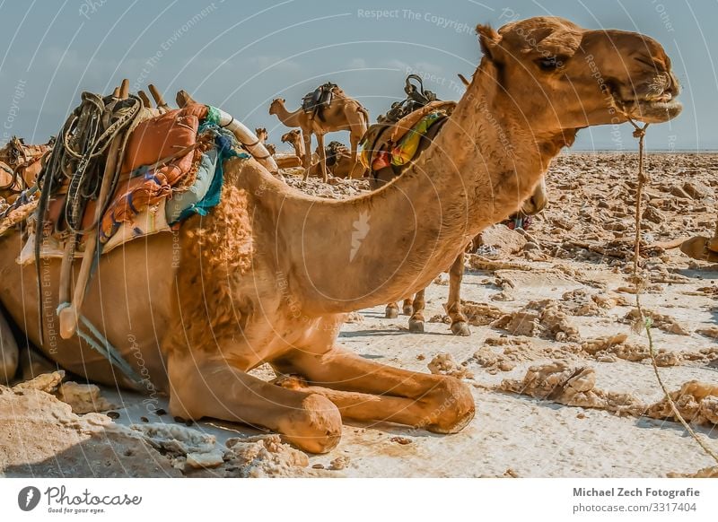 Resting Camel caravan while salt mining in Danakilm Plate Relaxation Vacation & Travel Tourism Adventure Far-off places Work and employment Group Culture Nature