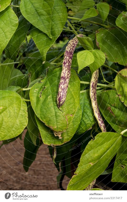 Purple and yellow dragon tongue beans Phaseolus vulgaris Vegetable Healthy Eating Garden Nature Plant Natural Yellow Green Violet Beans Speckled wax bean