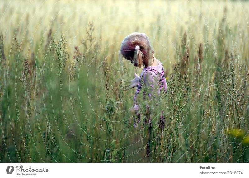 Naturalist ;-) Human being Feminine Child Girl Infancy Hair and hairstyles 1 Environment Nature Landscape Plant Summer Grass Meadow Bright Green Braids Research