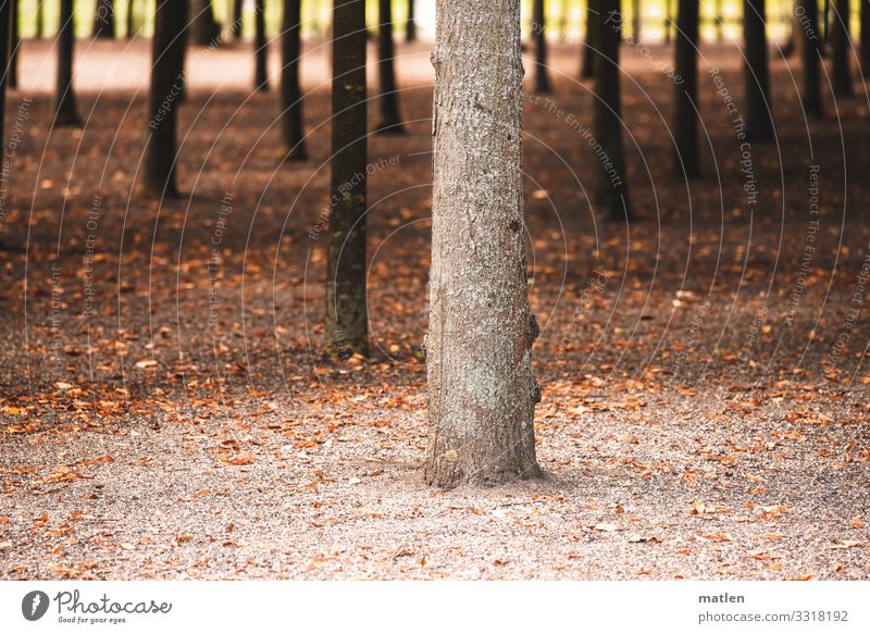 stand Plant Sand Summer Tree Park Clump of trees Brown Tree trunk Arrangement Site Colour photo Subdued colour Exterior shot Abstract Pattern