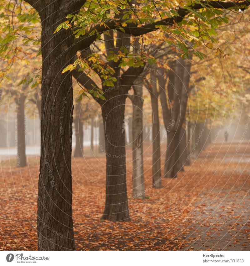 "wandering the avenues..." Nature Landscape Autumn Fog Tree Leaf Forest Vienna Austria Town Park Tourist Attraction Esthetic Brown Yellow Loneliness Dawn
