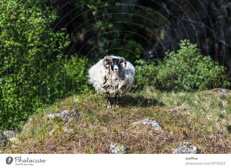 1 sheep Sheep Scotland Highlands iere Nature