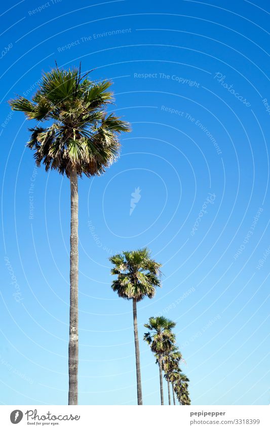 palm Vacation & Travel Tourism Trip Far-off places Freedom Environment Nature Sky Cloudless sky Summer Plant Tree Palm tree Coast Beach Ocean Thin Blue