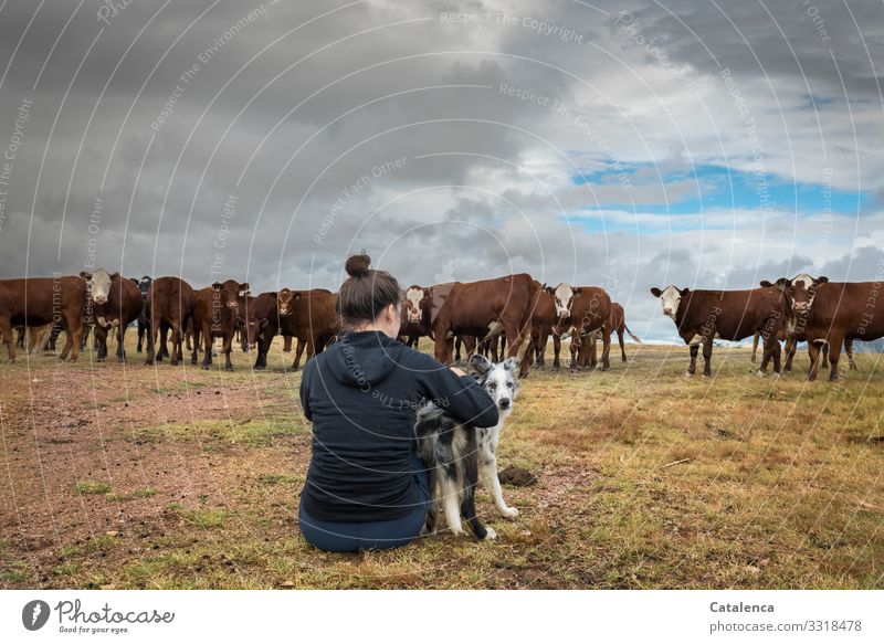 Curiosity, cows eyeing the young woman and her dog Feminine 1 Human being Nature Plant Animal Sky Storm clouds Horizon Summer Grass Meadow Willow tree