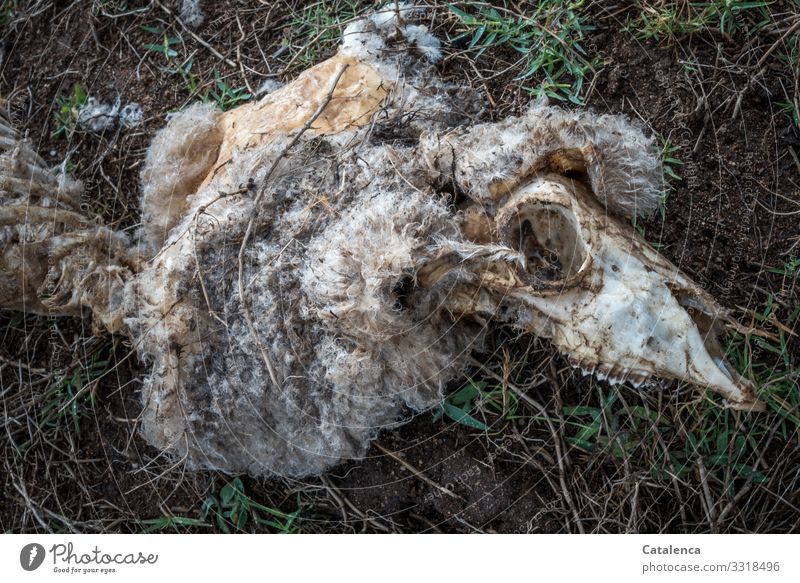 Past, the skin of a dead sheep lies in the grass Grass Meadow Field Animal Farm animal Dead animal Sheep 1 sheep skull Wool Bone Gloomy Brown Gray Green Black