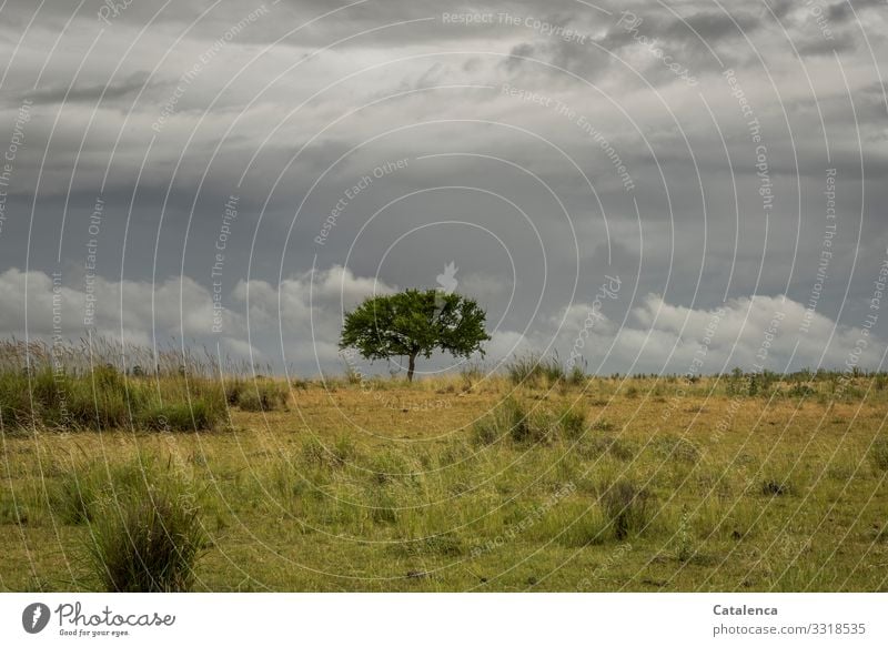 Lonely tree in the pasture, clouds cover the sky Nature Landscape Plant Storm clouds Summer Bad weather Tree Grass Bushes Meadow Pampa Steppe Grassland