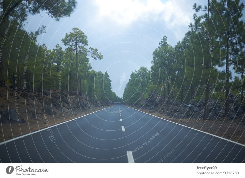 Empty road on the middle of the forest Vacation & Travel Tourism Trip Adventure Far-off places Freedom Sightseeing Mountain Nature Landscape Sky Clouds Horizon