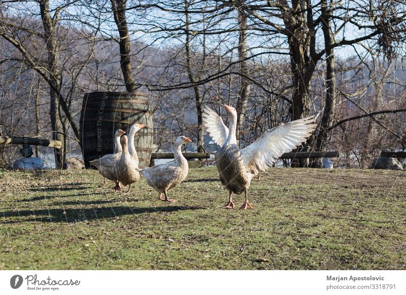 Group of geese in a farm yard Environment Farm animal Bird Group of animals Flying Goose Exterior shot Country life Domestic farming Backyard Grass Rustic Rural
