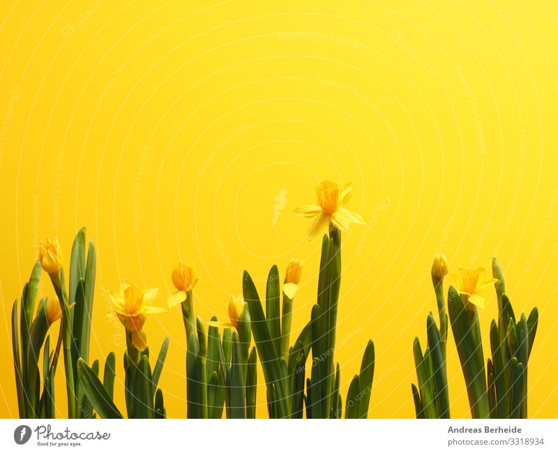 3318934 beautiful daffodils against a yellow background photocase stock photo large