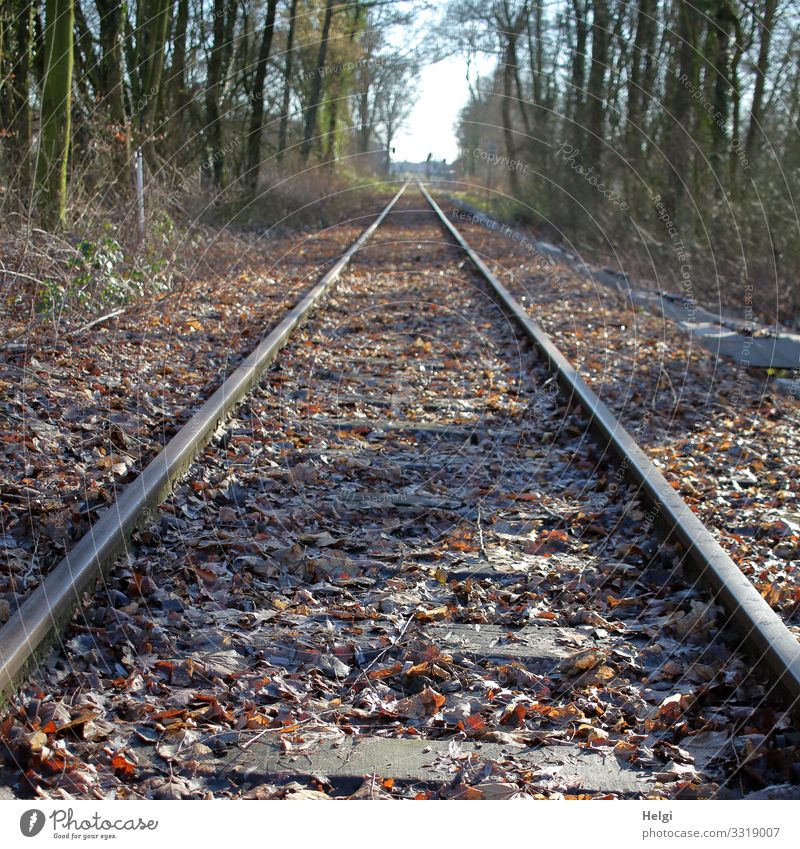 Railway tracks, which lead along between trees in perspective Environment Nature Plant Tree Leaf Traffic infrastructure Rail transport Railroad tracks Authentic