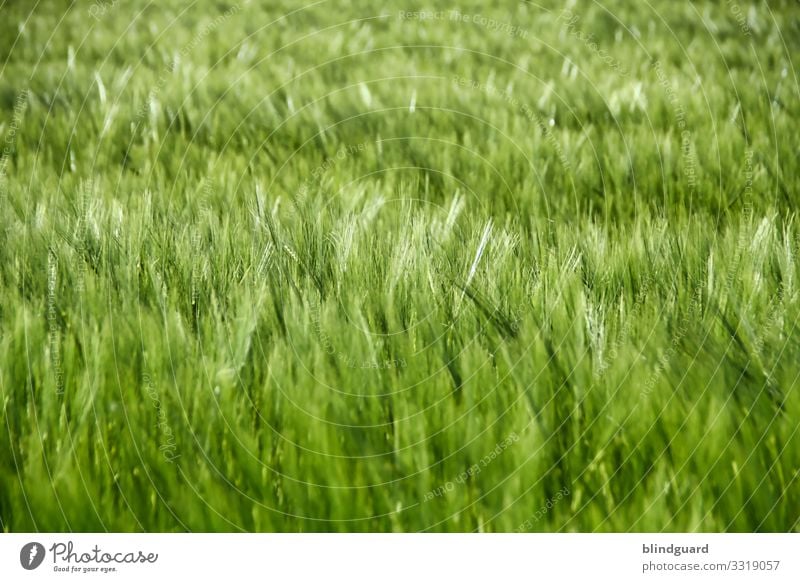 beer in the making. Barley on a field in joyful expectation of becoming a barley hop brew. Beer Bread food products Grain Agriculture Ear of corn Field Plant