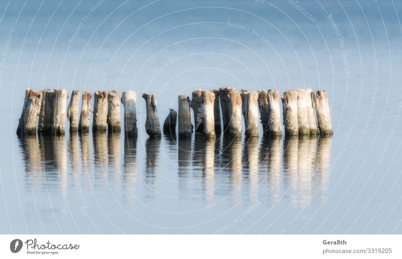 wooden posts in calm lake water in the afternoon autumn Ocean Nature Landscape Autumn Climate Pond Lake Wood Old Natural Blue Serene Colour Idyll