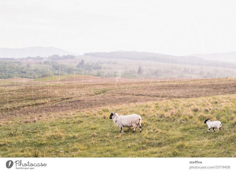 2 sheep Scotland Nature animals Highlands