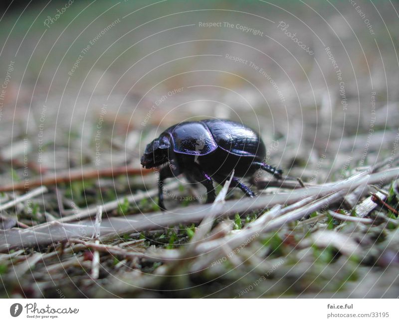wood beetle Twilight Beetle Floor covering Close-up forest dwellers dark shell