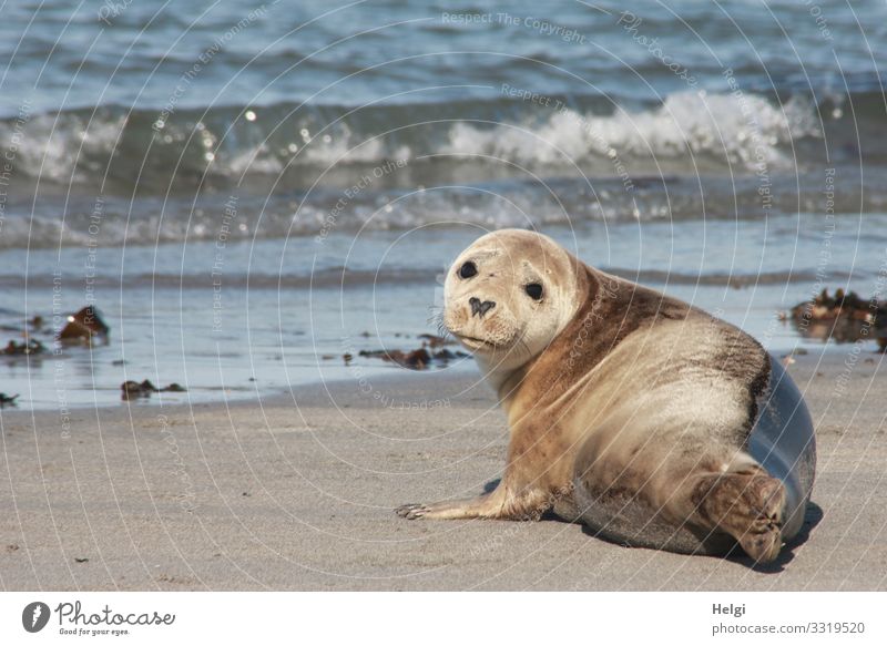 Seal lies on the beach of the dune of Helgoland Environment Nature Landscape Animal Water Summer Beautiful weather Waves Coast Beach North Sea Island