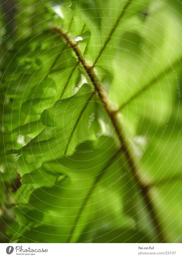 leaf green Plant Houseplant Leaf Green Spring Rachis Nature Detail