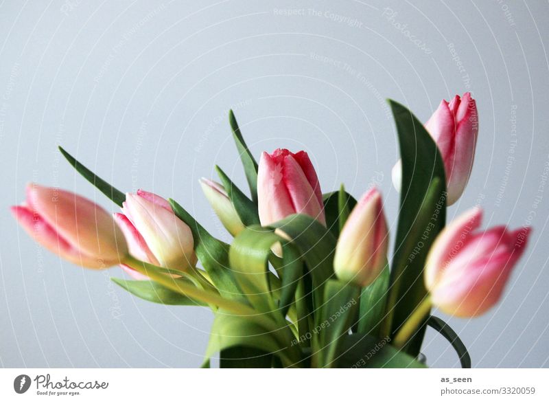 Fresh tulips Lifestyle Harmonious Decoration Valentine's Day Mother's Day Easter Nature Spring Plant Tulip Bouquet Blossoming Illuminate Authentic Natural Gray