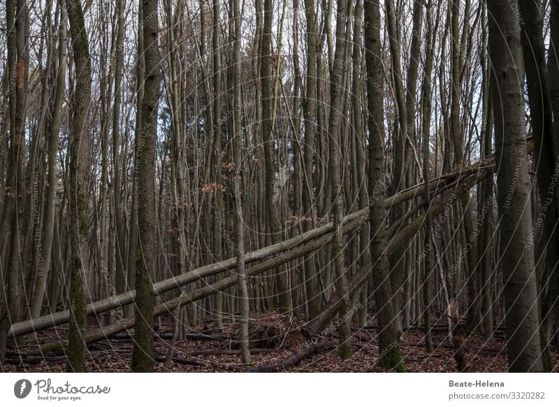 Trees 9 trees Bleak Forest aborted Cross stands Cold leafless Sky disorder havoc Gloomy Wood breakage tree breakage