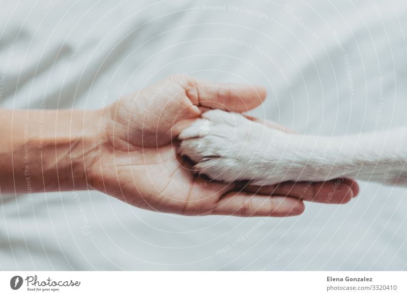 Woman hand is gently holding a white dog paw Leisure and hobbies School Human being Adults Friendship Hand Fingers Animal Pet Dog Paw Love Friendliness Together