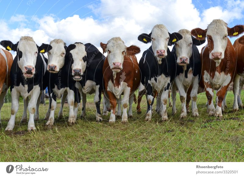 herd of cows Food Meat Sausage Cheese Yoghurt Dairy Products Milk Agriculture Forestry Environment Nature Landscape Animal Sky Climate Climate change