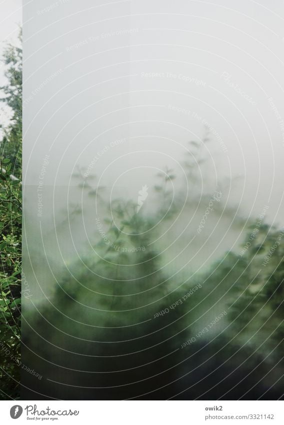 cover-up tactics Plant Bushes Twig Leaf Window Glass wall Frosted glass Blur Green Protection Edge Hazy Hint Translucent Colour photo Interior shot Deserted