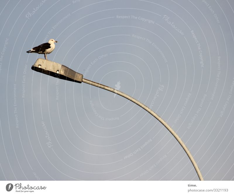 Seagull rocker (by kind permission © bitti) Lantern birds Sit animal portrait Sky Weight Force Tension Street lighting