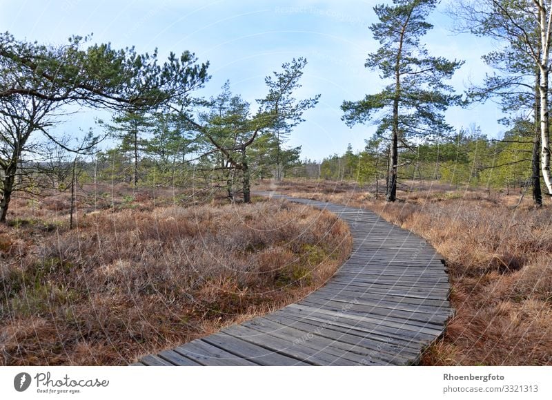 Wooden path in a moor landscape Environment Nature Landscape Plant Animal Elements Earth Air Water Sky Autumn Climate Climate change Weather Beautiful weather