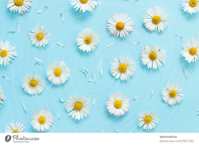 Những bông daisy trắng tinh khiết chắc chắn sẽ làm cho trái tim bạn ấm áp hơn. Hãy cùng chiêm ngưỡng hình ảnh này để tìm thấy tâm hồn yên bình trong cuộc sống. 