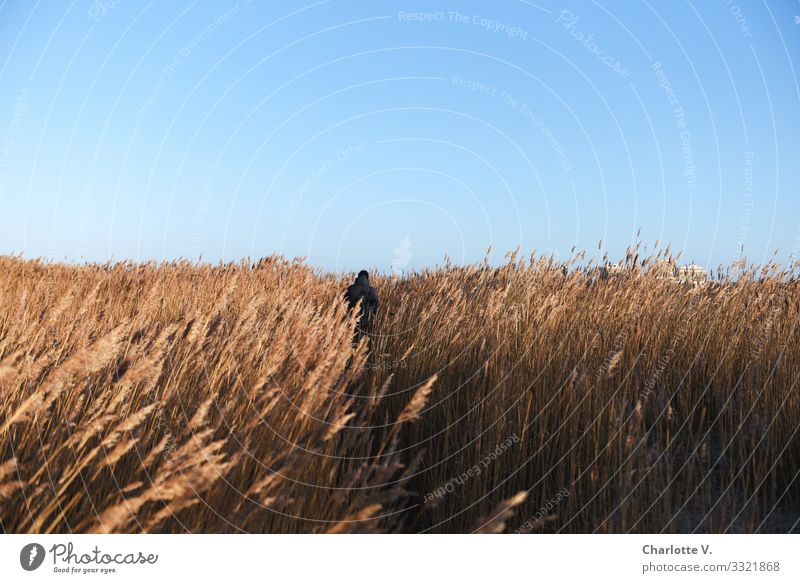 The lonely hiker makes his way through the endless sea of reed grass on this bright sunny day. Human being Masculine 1 Environment Nature Landscape Plant