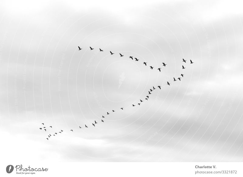 The geese made their way south under an overcast sky. The group has not yet found their perfect V-formation on this black and white photo. Nature Animal Air Sky