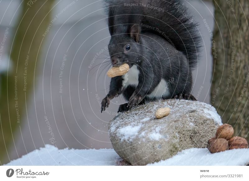 European brown squirrel in winter coatl looking for nuts Nature Animal Wild animal Squirrel 1 Soft branch branches copy space cuddly cuddly soft cute
