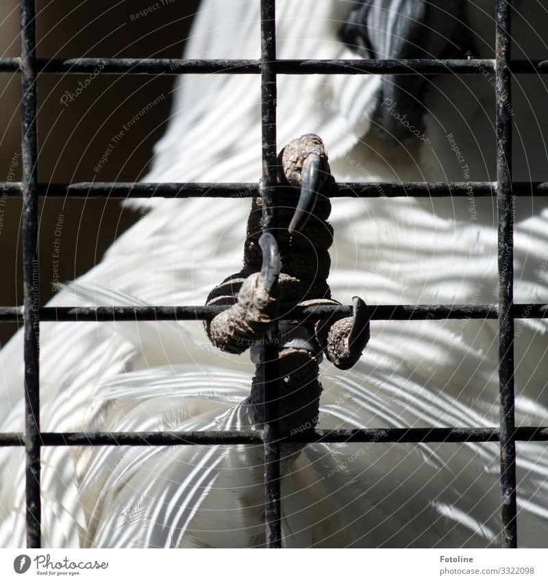 behind bars Animal Pet Wild animal Bird Wing Claw Zoo 1 Natural Black White Cockatoo Grating Cage Feather Beak Captured Black & white photo Exterior shot