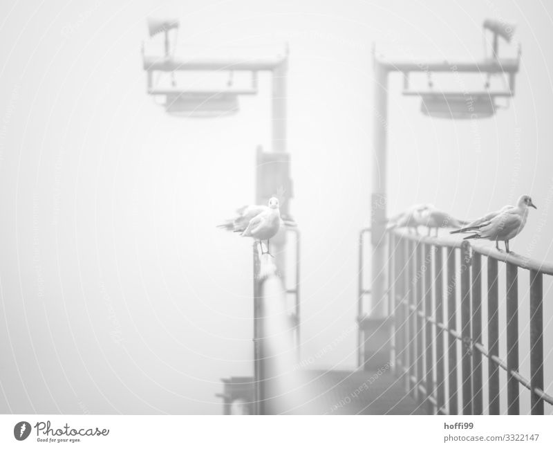 Seagulls in the fog Autumn Winter Weather Bad weather Fog Jetty Footbridge Lamp Handrail Harbour Sit Stand Wait Esthetic Cold Maritime Wet Gloomy Gray Silver