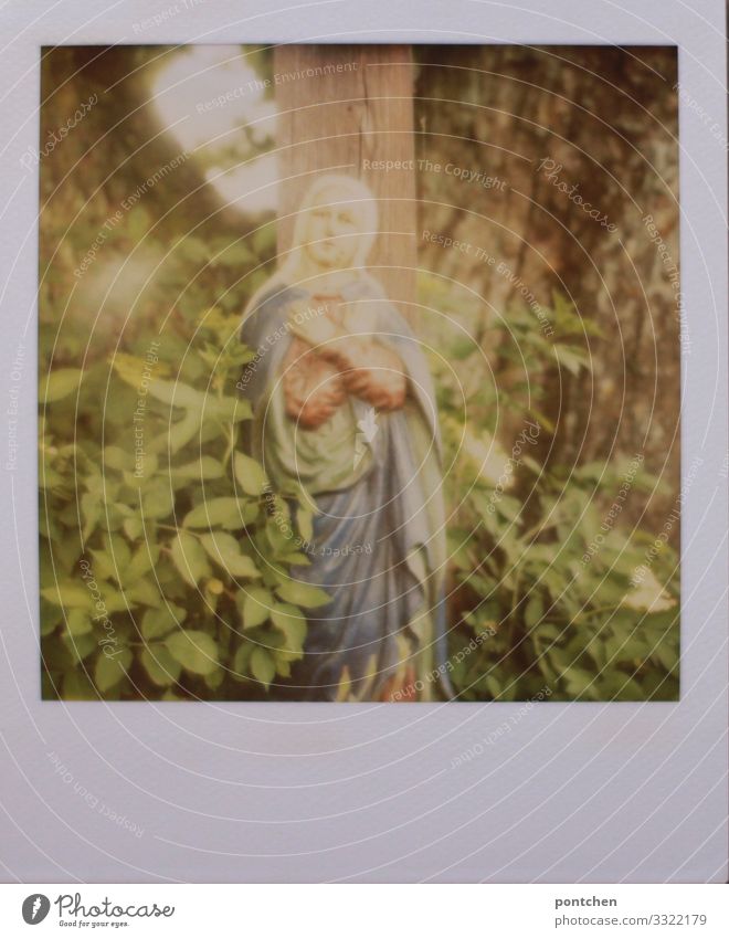 Polaroid shows a statue of the Virgin Mary in front of a tree and green leaves. Religion Art Decoration Collector's item Belief Religion and faith Holy