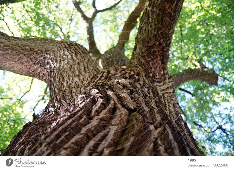 trunk Nature Plant Beautiful weather Tree Foliage plant Agricultural crop Wood Tree bark Tree trunk Looking Carrying Growth Old Near Sustainability Natural