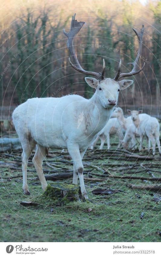 Albino Deer Forest Nature Winter Moss Park Animal Wild animal Roe deer Game park Herd Looking Stand Large Curiosity Brown Green White Uniqueness Freedom