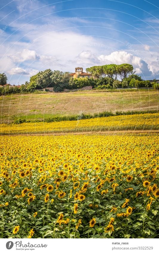 Tuscan hill with sunflowers in blossom and typical farmhouse cultivation tuscan mediterranean idyllic nobody toscana blooming retro vintage authentic gorgeous